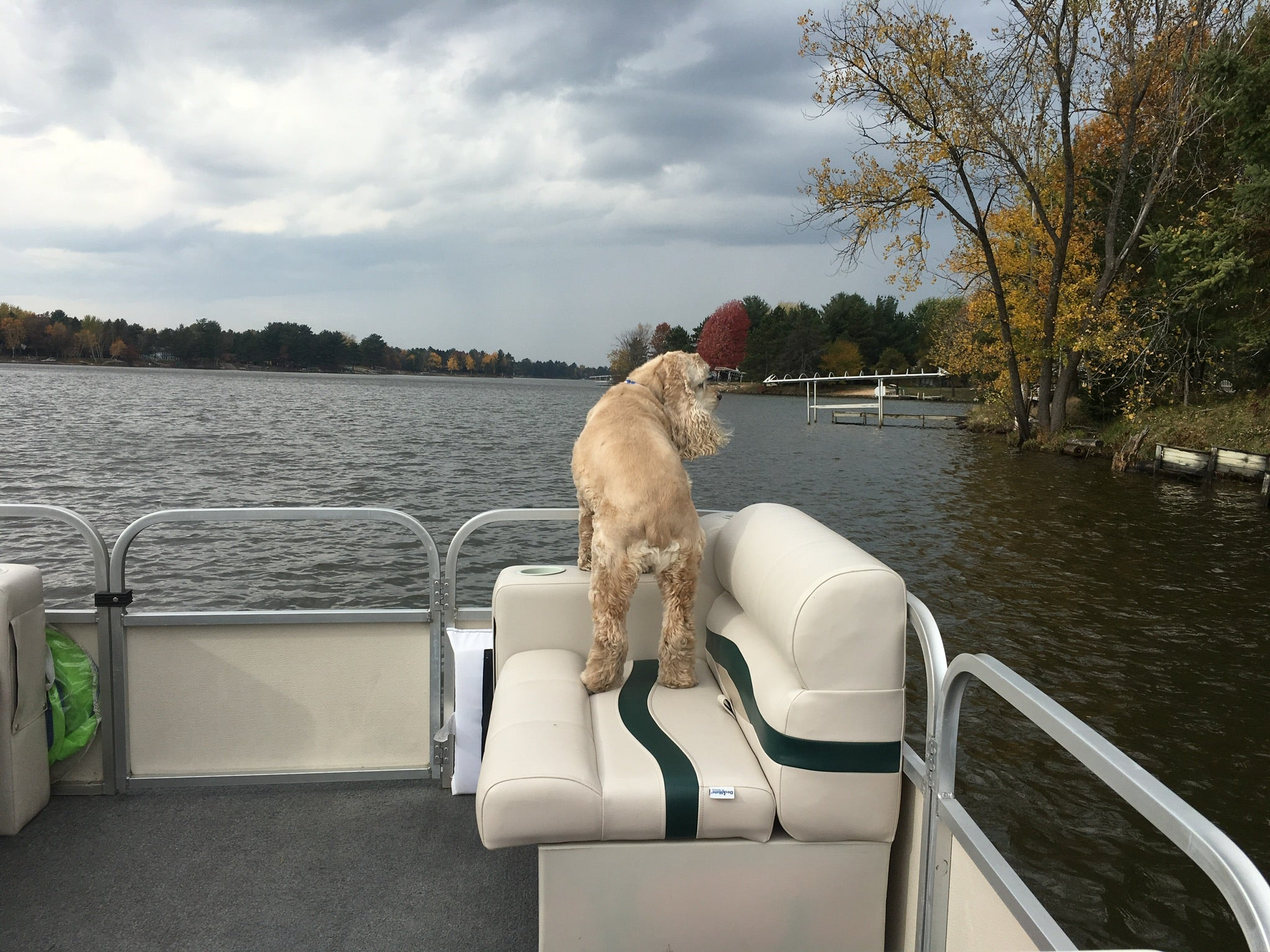 Good Boy on the Lookout